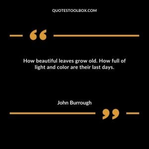 How beautiful leaves grow old. How full of light and color are their last days
