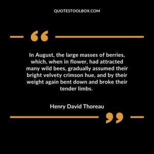 In August, the large masses of berries, which, when in flower, had attracted many wild bees, gradually assumed their bright velvety crimson hue, and by their weight again bent down and
