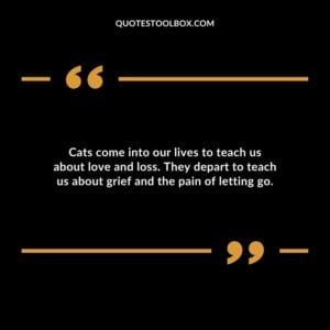 Cats come into our lives to teach us about love and loss. They depart to teach us about grief and the pain of letting go.