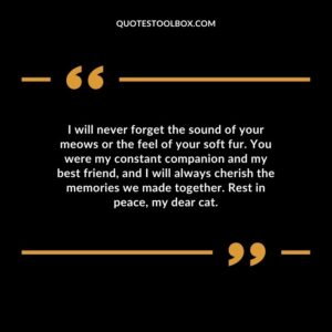 I will never forget the sound of your meows or the feel of your soft fur. You were my constant companion and my best friend, and I will always cherish the memories we made together.
