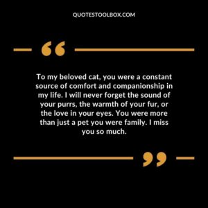 To my beloved cat, you were a constant source of comfort and companionship in my life. I will never forget the sound of your purrs, the warmth of your fur, or the love in your eyes.