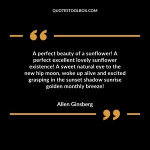 A perfect beauty of a sunflower! A perfect excellent lovely sunflower existence! A sweet natural eye to the new hip moon, woke up alive and excited grasping in the sunset shadow