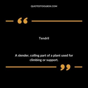 Tendril A slender coiling part of a plant used for climbing or support.