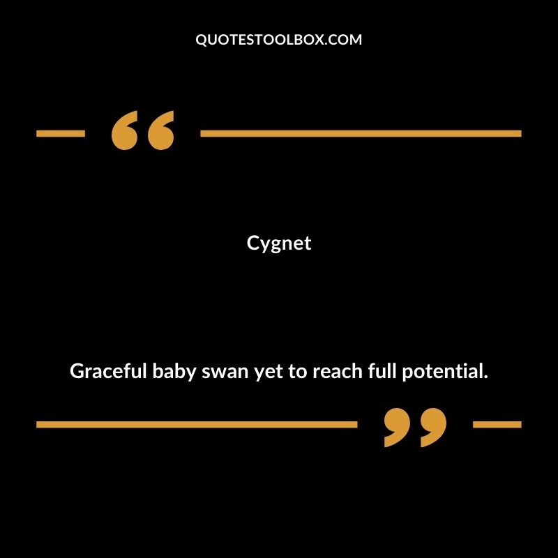 Cygnet Graceful baby swan yet to reach full potential.